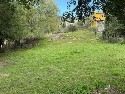 los eucaliptus 100
