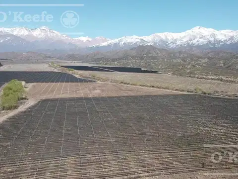 Mendoza Venta de 30.000 has ideal proyecto inmobiliario de gran envergadura turistica ,con viñedos ,nogales y hortalizas Valle de Uco Mendoza ( Consultar Precio)doza al 30000