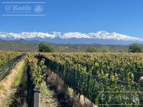 Mendoza Venta de 30.000 has ideal proyecto inmobiliario de gran envergadura turistica ,con viñedos ,nogales y hortalizas Valle de Uco Mendoza ( Consultar Precio)doza al 30000
