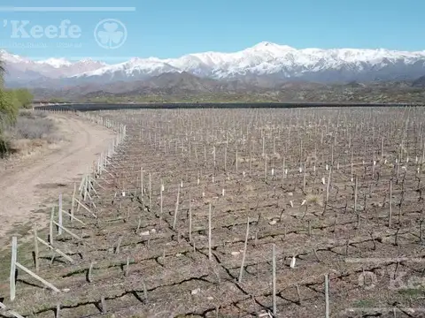 Campo en Venta de 30.000 has con producción de uva, ideal proyecto inmobiliario Valle de Uco Mendoza