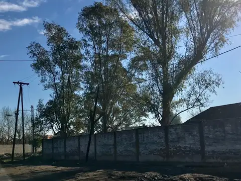 H.MILLAN  al 300  y pardo