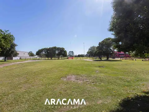 Jacaranda 200
