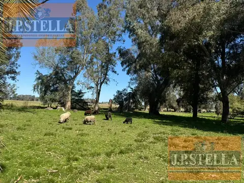Campo 19 ha con frente RP 41 - Casa 3 amb. Molino y Tanque Australiano - San Miguel del Monte
