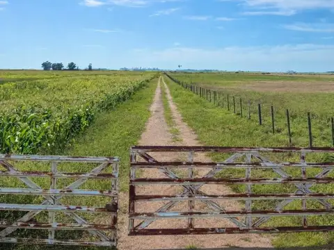 Campo en Venta en Colonia Baron, Quemú Quemú