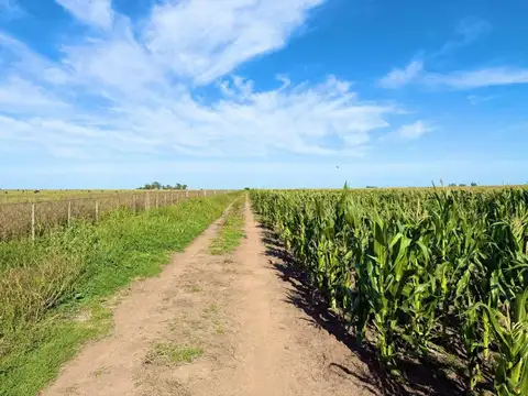 Campo Mixto de 163 Hectáreas en Colonia Barón -LP