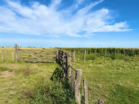 Campo Mixto de 163 Hectáreas en Colonia Barón -LP