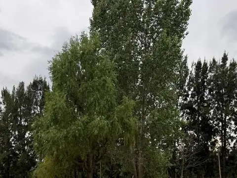 Terreno en Venta de 3870,0 m2