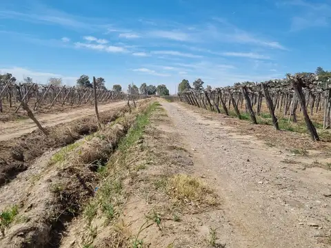 FINCA DE 6.5 HAS EN PRODUCCION EN CARPINTERIA
