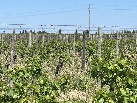 VENTA FINCA EN PRODUCCION TRES PORTEÑAS