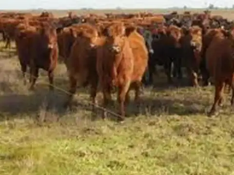 Sin Nombre Pila