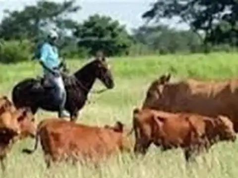 Oportunidad en Pila: Campo Mixto de 1000 ha cerca de Ruta 19
