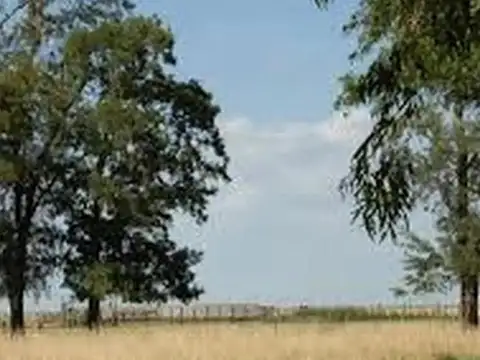 Oportunidad en Pila: Campo Mixto de 1000 ha cerca de Ruta 19