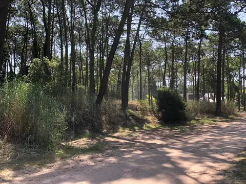 divisadero y lapacho