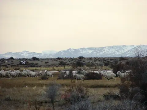 Río Senguer - 7.584 hectáreas