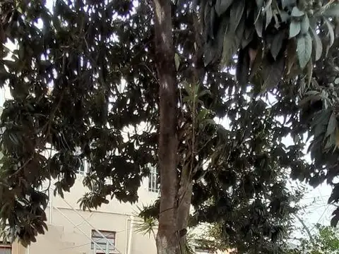 M. M. De Vacarezza 311