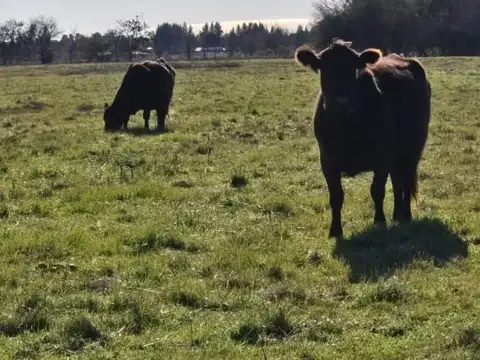 Venta campo mixto de 502 hectáreas con casco de estancia - brandsen
