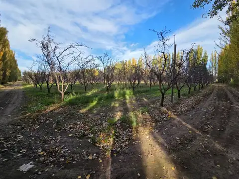VENTA DE CHACRA - FRENTE A RUTA 151 - SGTO. VIDAL