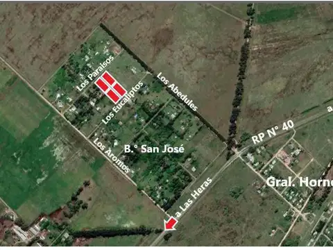 Los Eucaliptus Y Los Paraisos