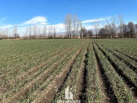 OPENHOUSE VENDE excelente terreno en Tunuyán