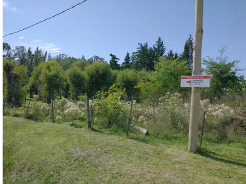 Los Paraísos Y Los Álamos