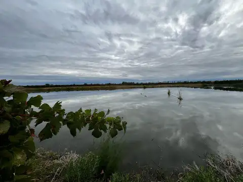 FINCA EN PRODUCCION RIVADAVIA  MENDOZA