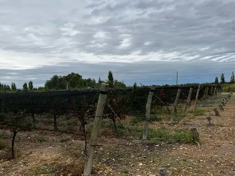FINCA EN PRODUCCION RIVADAVIA  MENDOZA