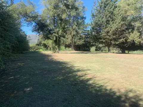 Araucarias & Los Ceibos