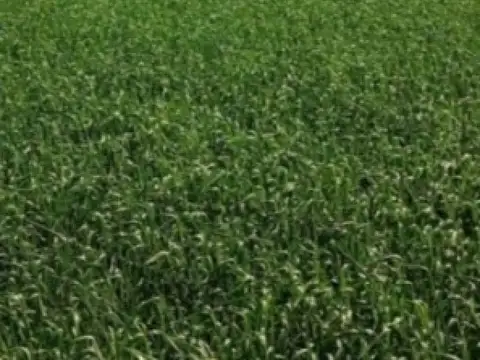 Campo en venta - 1537Ha - Santa Fe