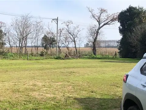 Lapacho 100
