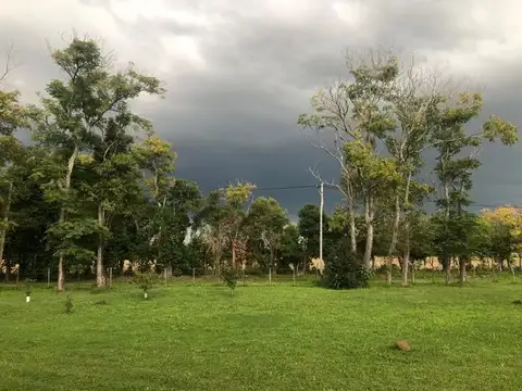Lapacho 100