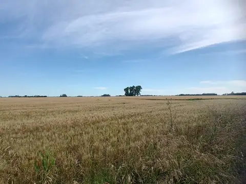 Venta Campo Cortinez Lujan