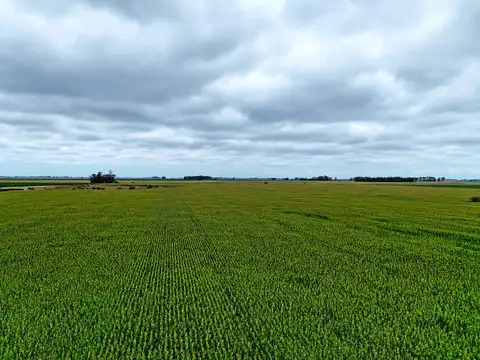 San Andres de Giles - 287 has. Agricola