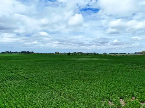 Campo en Venta en San Andres de Giles, Partido de San Andrés de Giles