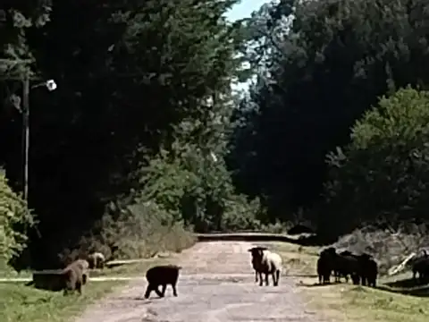 Terreno en Venta de 1600,0 m2