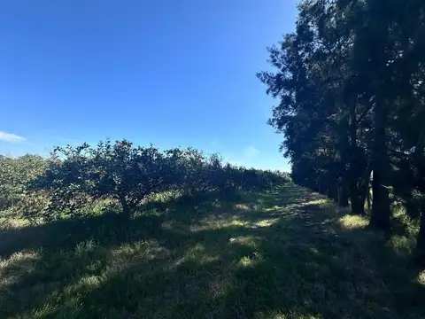 Brigadier General Manuel Oribe 8700