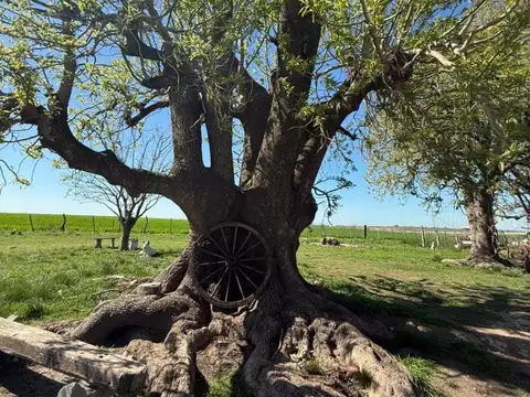 14.60 has., casa nueva, cerca de Villa Libertador San Martín
