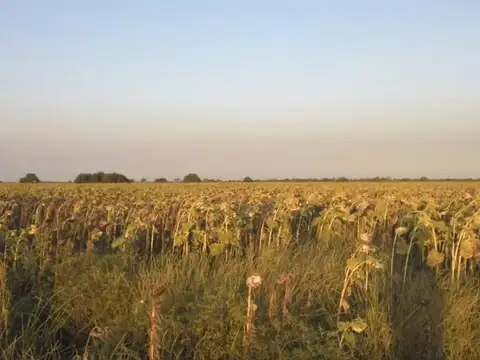 VENTA CAMPO MIXTO AGRÍCOLA-GANADERO 879hc.