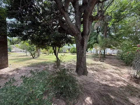 Los Naranjos 1000