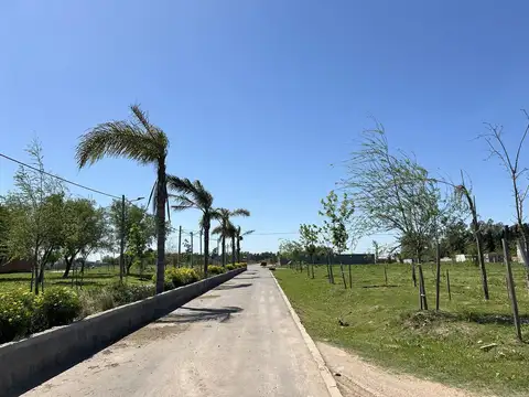 Arbolada de Longchamps. B° Parque. Espora esq Zeballos