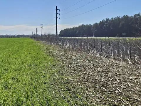 VENTA - CAMPO DE 32 HECTAREAS DE SUELO MIXTO - PIÑERO