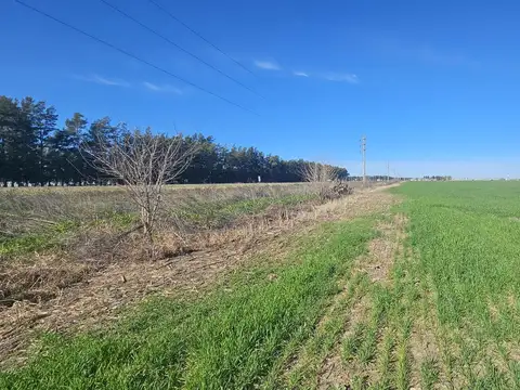 VENTA - CAMPO DE 32 HECTAREAS DE SUELO MIXTO - PIÑERO