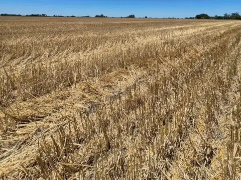 Campo en Venta Agrícola