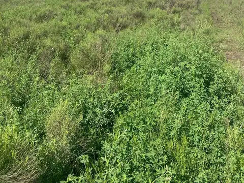 Camino Rural Campo Soso