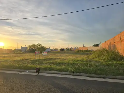 Los Naranjos 100
