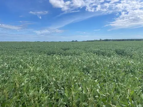 Campo agrícola de 86 has Baradero
