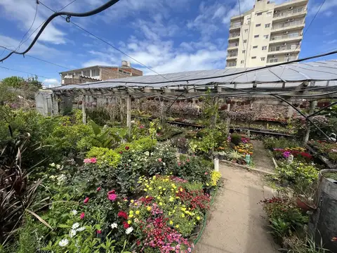 Las Flores al 200