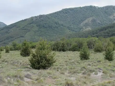 Consultar dirección