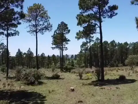 sin nombre 100