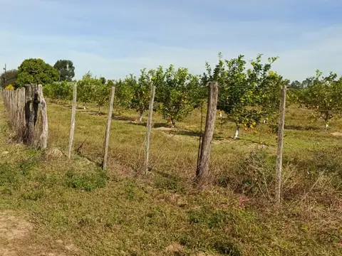 Campo en venta + casa en Bellas Vista, Corrientes
