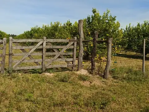 Campo en venta + casa en Bellas Vista, Corrientes